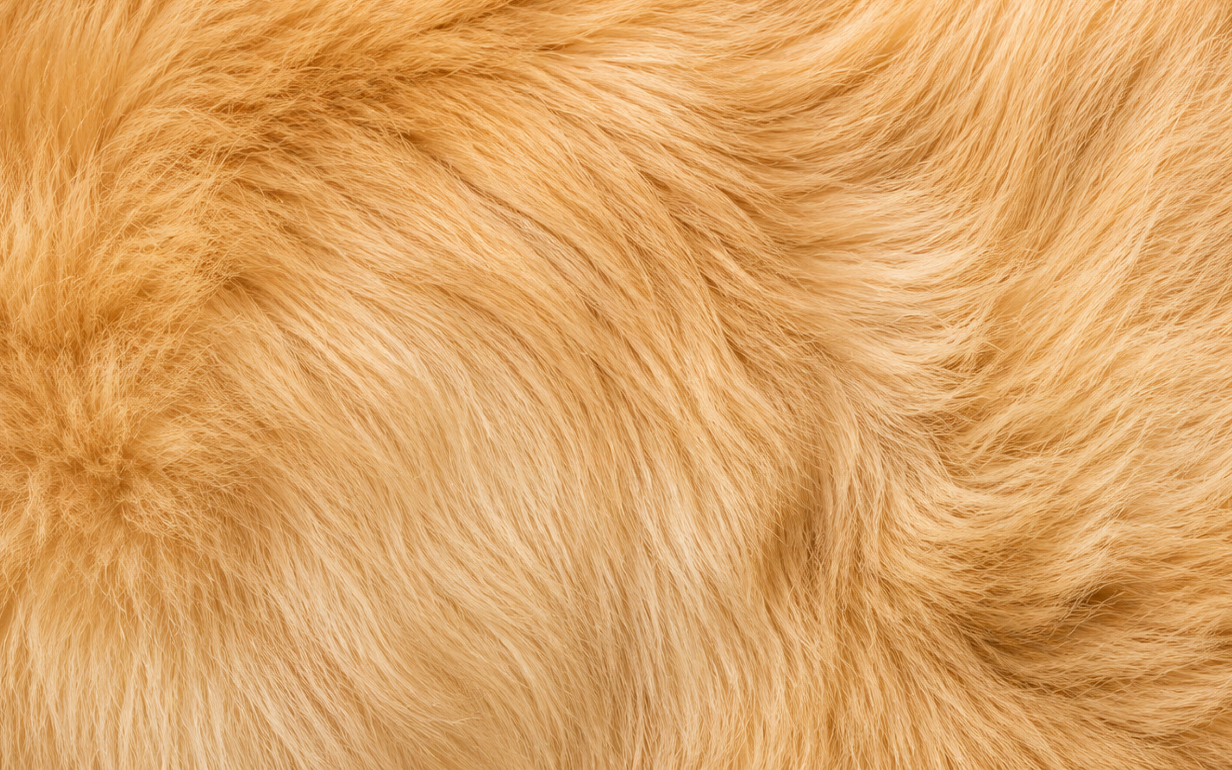 Petco product design work shown across veterinary and customer experiences