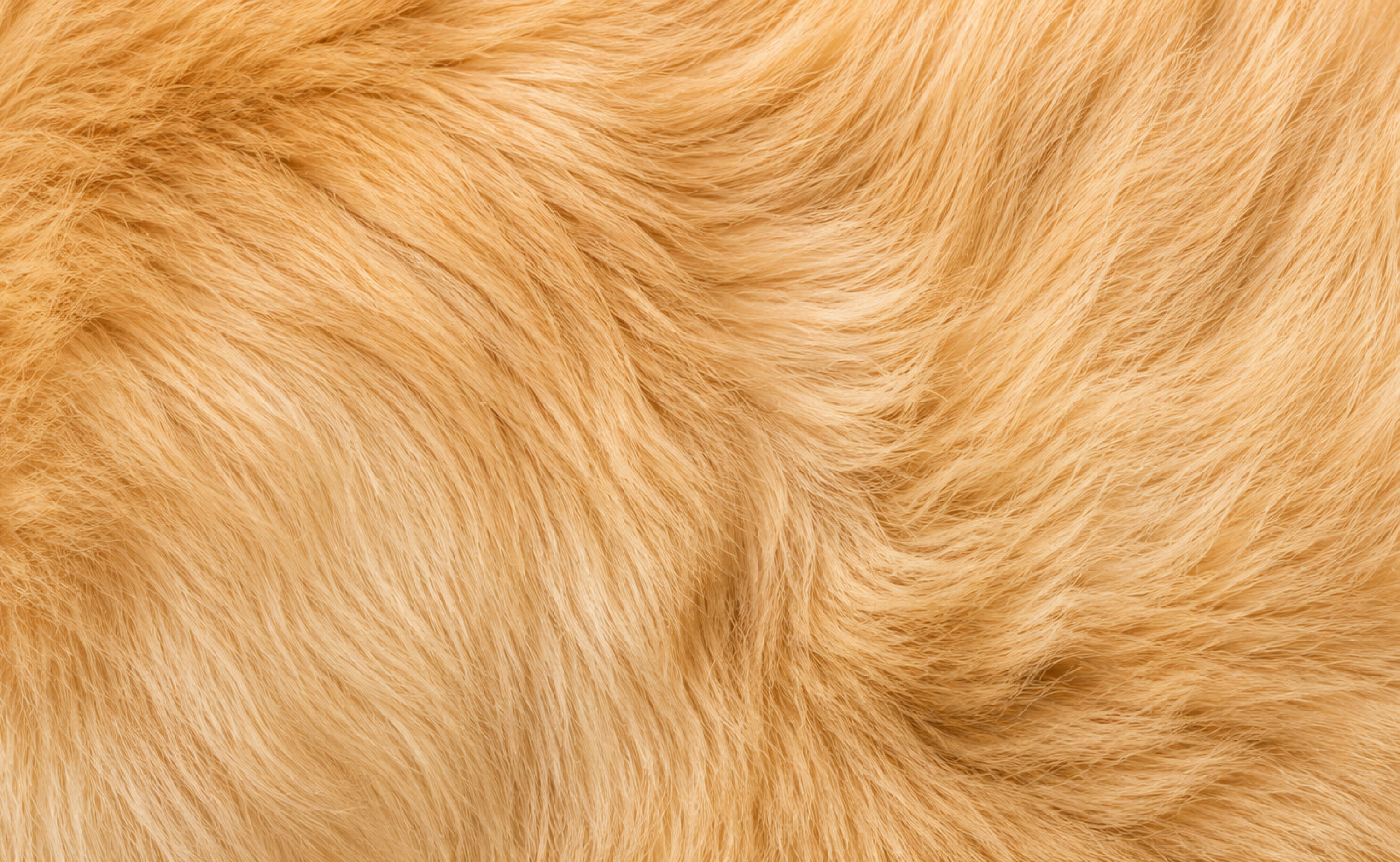 Petco product design work shown across veterinary and customer experiences